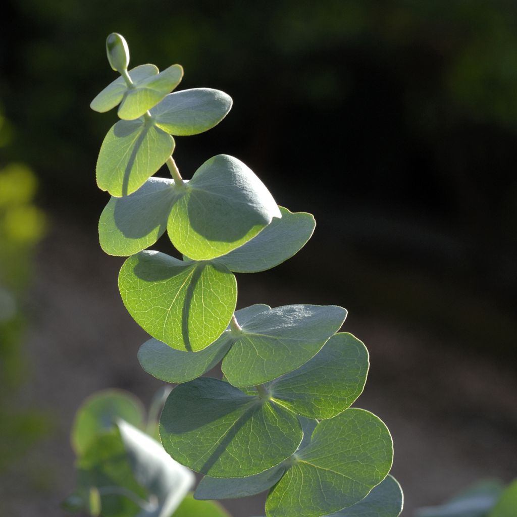 Eucalyptus pulverulenta Baby Blue Spiral (Samen)