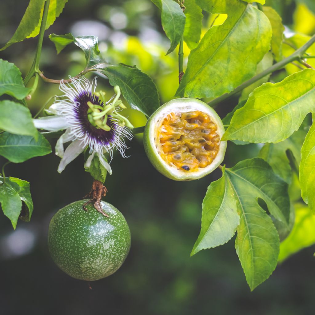 Passionsblume (Samen) - Passiflora edulis