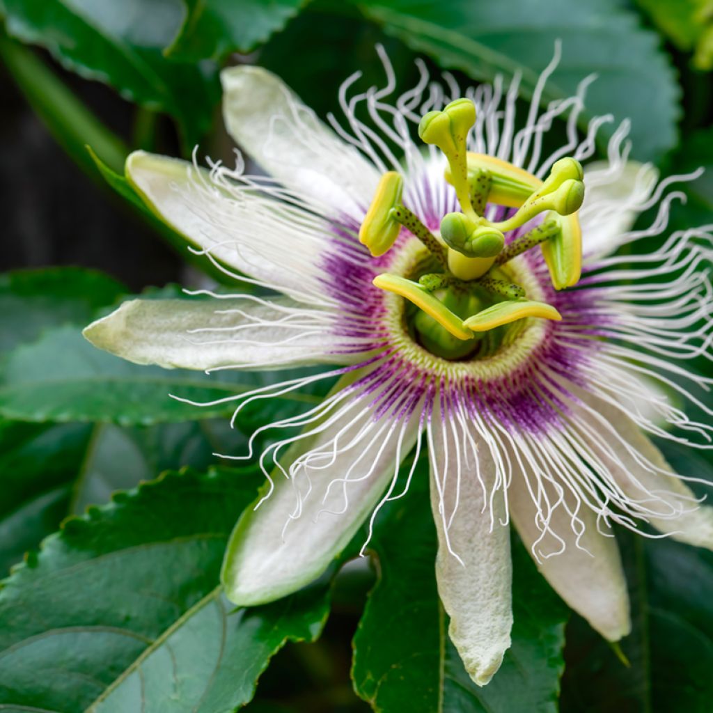 Passionsblume (Samen) - Passiflora edulis