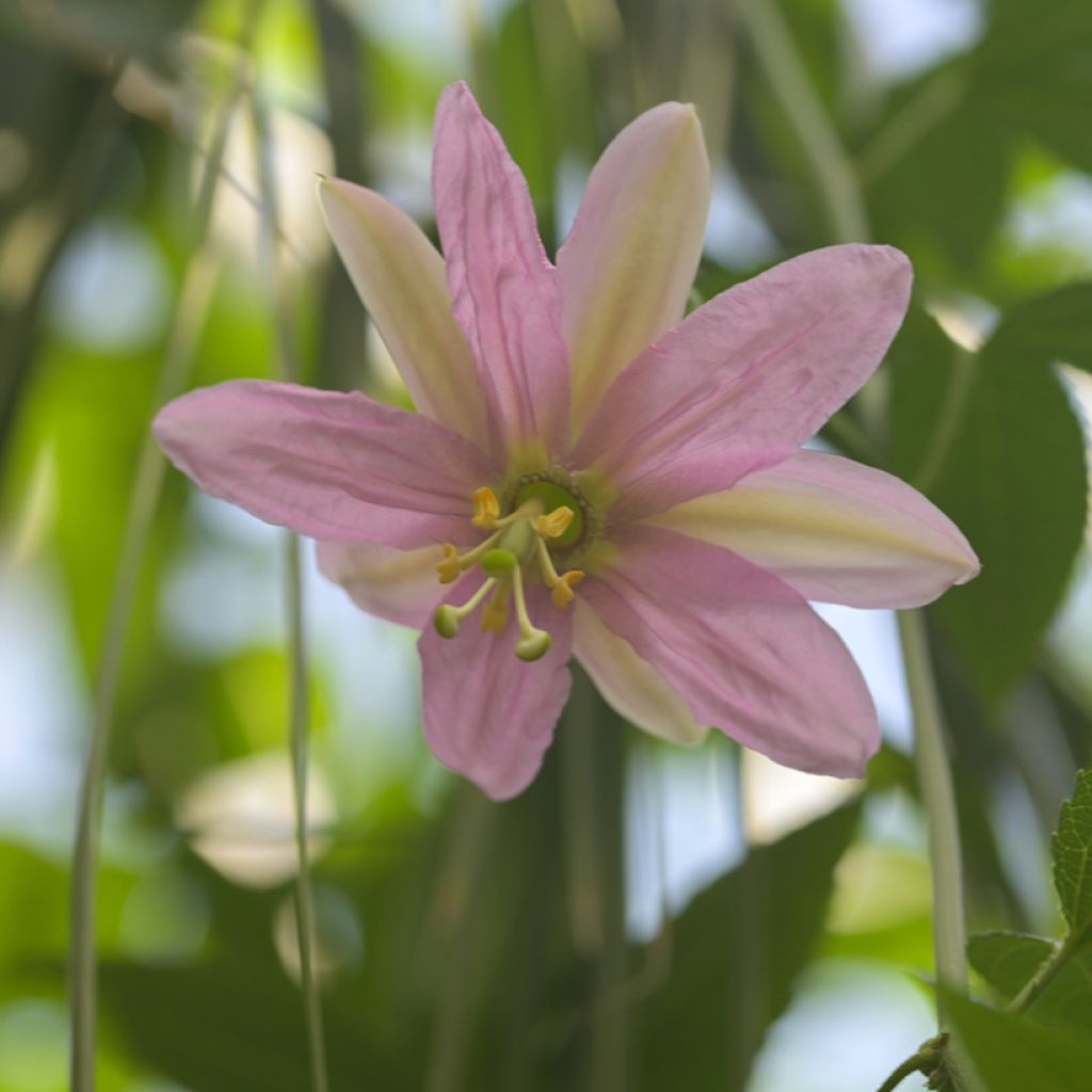 Passionsblume (Samen) - Passiflora tripartita var. mollissima