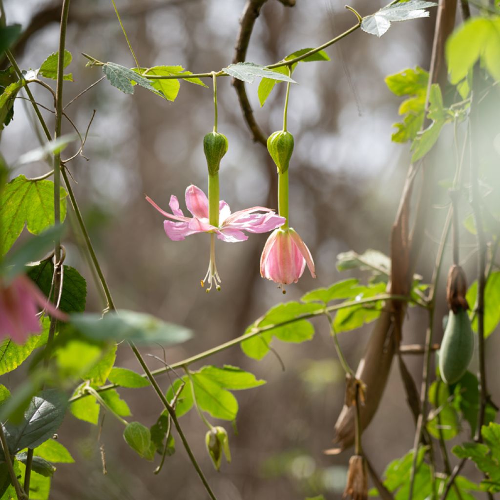 Passionsblume (Samen) - Passiflora tripartita var. mollissima