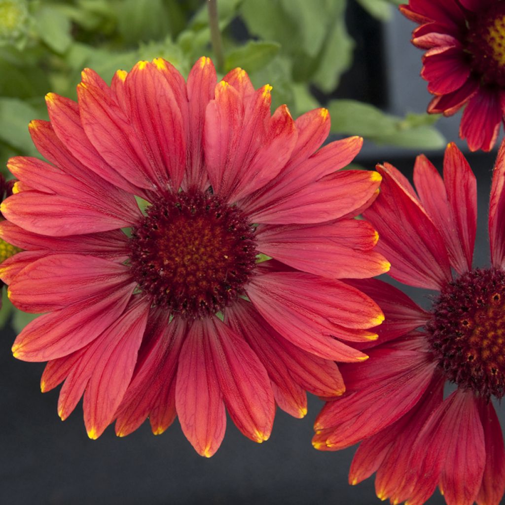 Kokardenblume Arizona Red Shades (Samen) - Gaillardia grandiflora