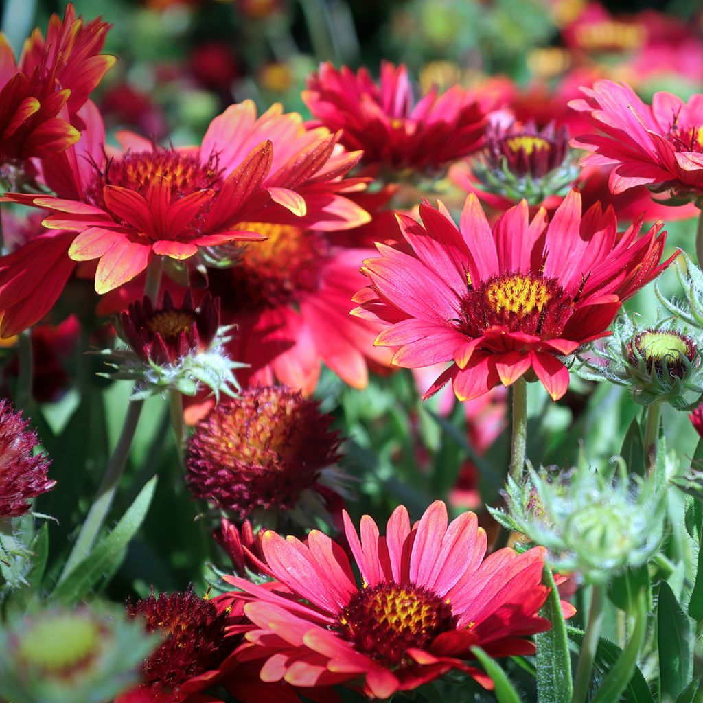 Kokardenblume Arizona Red Shades (Samen) - Gaillardia grandiflora