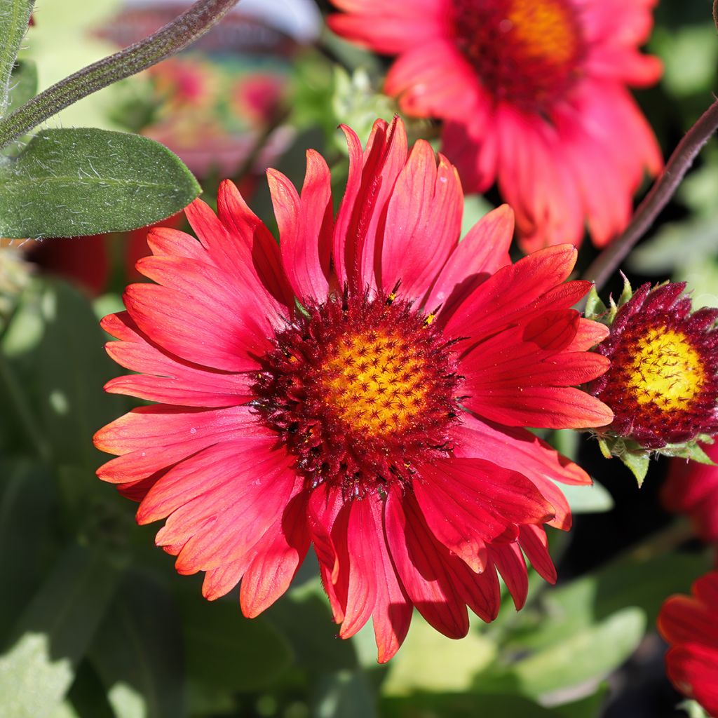 Kokardenblume Arizona Red Shades (Samen) - Gaillardia grandiflora