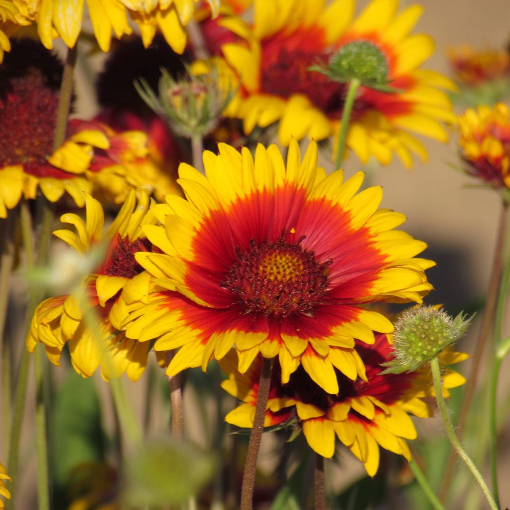 Kokardenblume Torchlight, Lueur de Torche, Fackelschein (Samen) - Gaillardia grandiflora