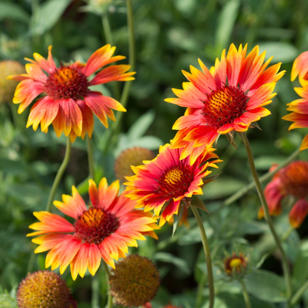 Kokardenblume (Samen) - Gaillardia aristata