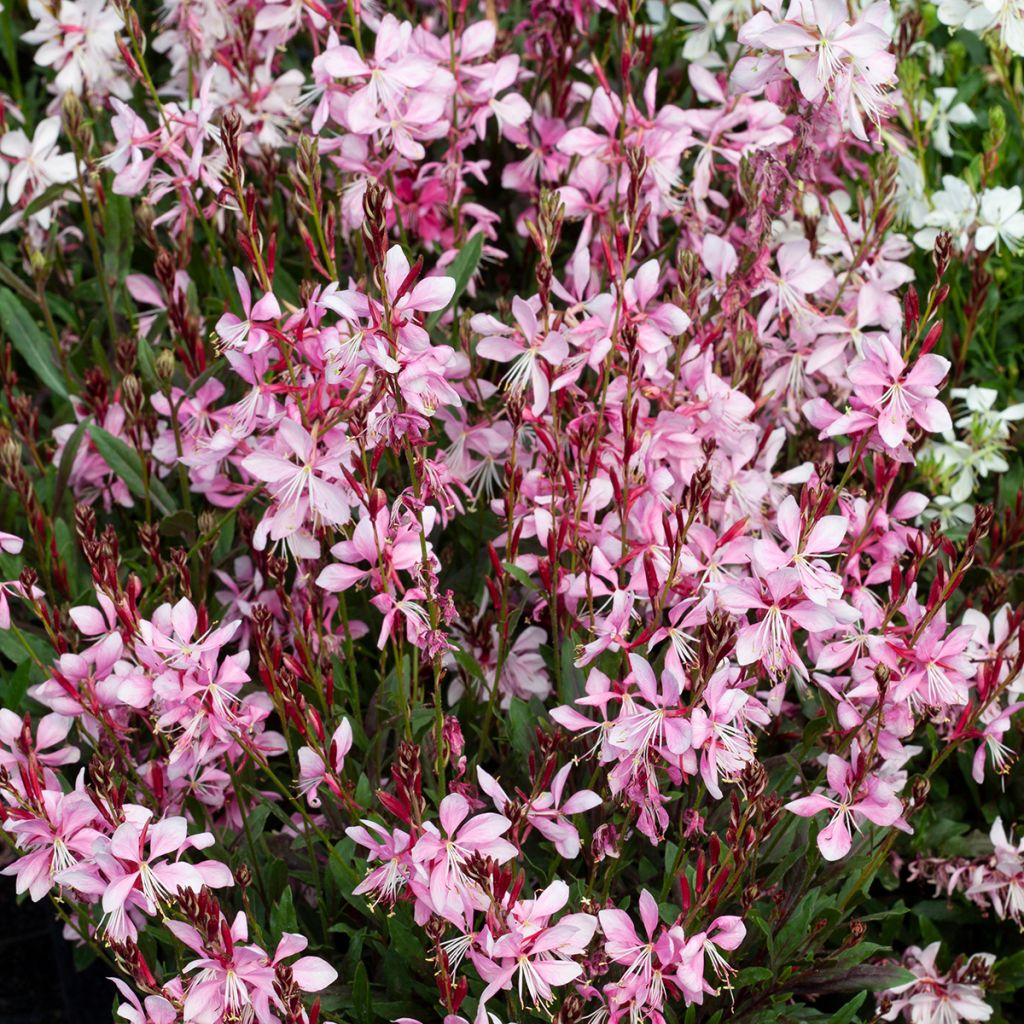 Prachtkerze Emmeline Pink Bouquet (Samen) - Gaura lindheimeri