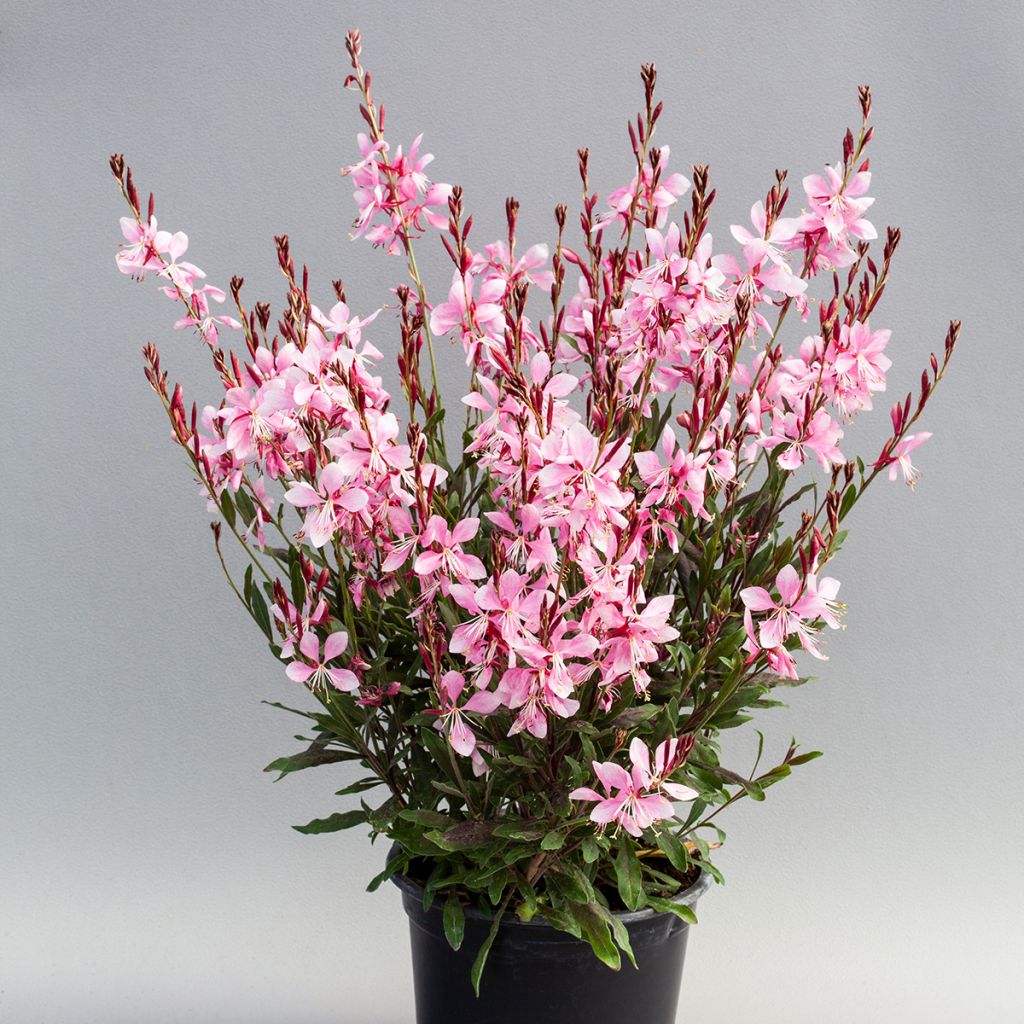 Prachtkerze Emmeline Pink Bouquet (Samen) - Gaura lindheimeri