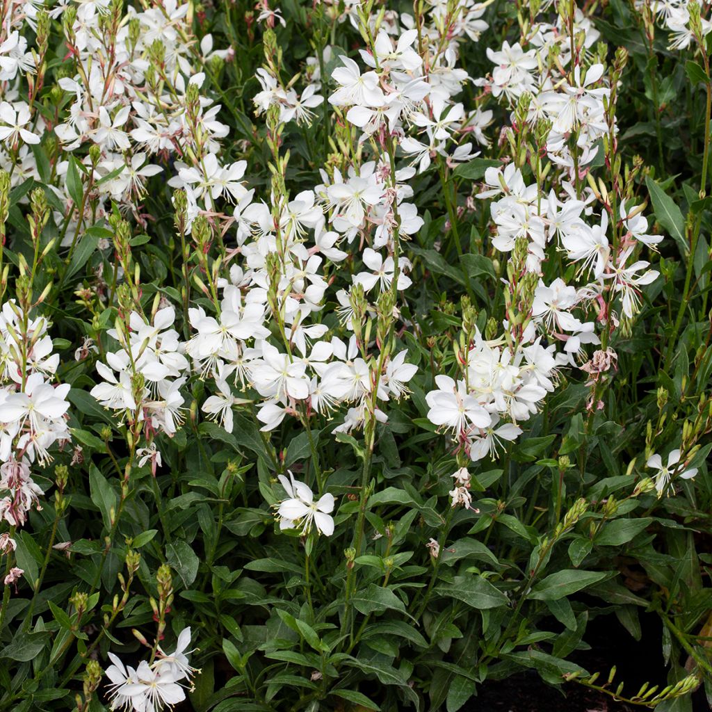 Prachtkerze Emmeline White (Samen) - Gaura lindheimeri