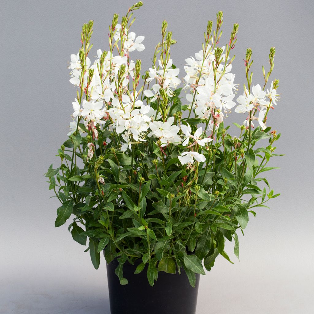 Prachtkerze Emmeline White (Samen) - Gaura lindheimeri