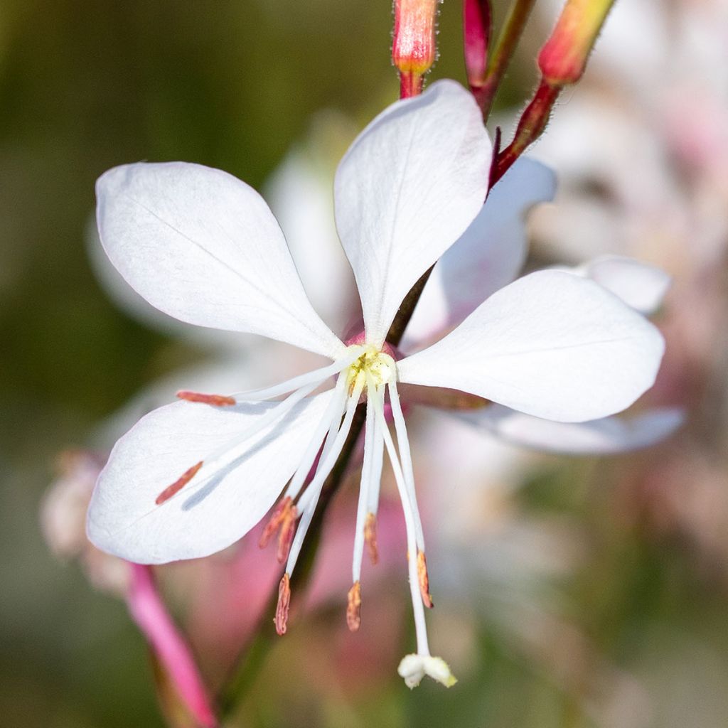 Prachtkerze Emmeline White (Samen) - Gaura lindheimeri