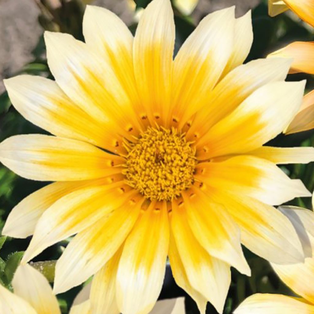 Gazanie Zany F1 Sunny Side Up (Samen) - Gazania