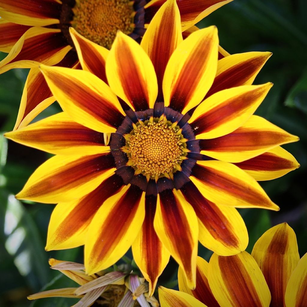 Gazanie Tiger Stripes Mixed (Samen) - Gazania