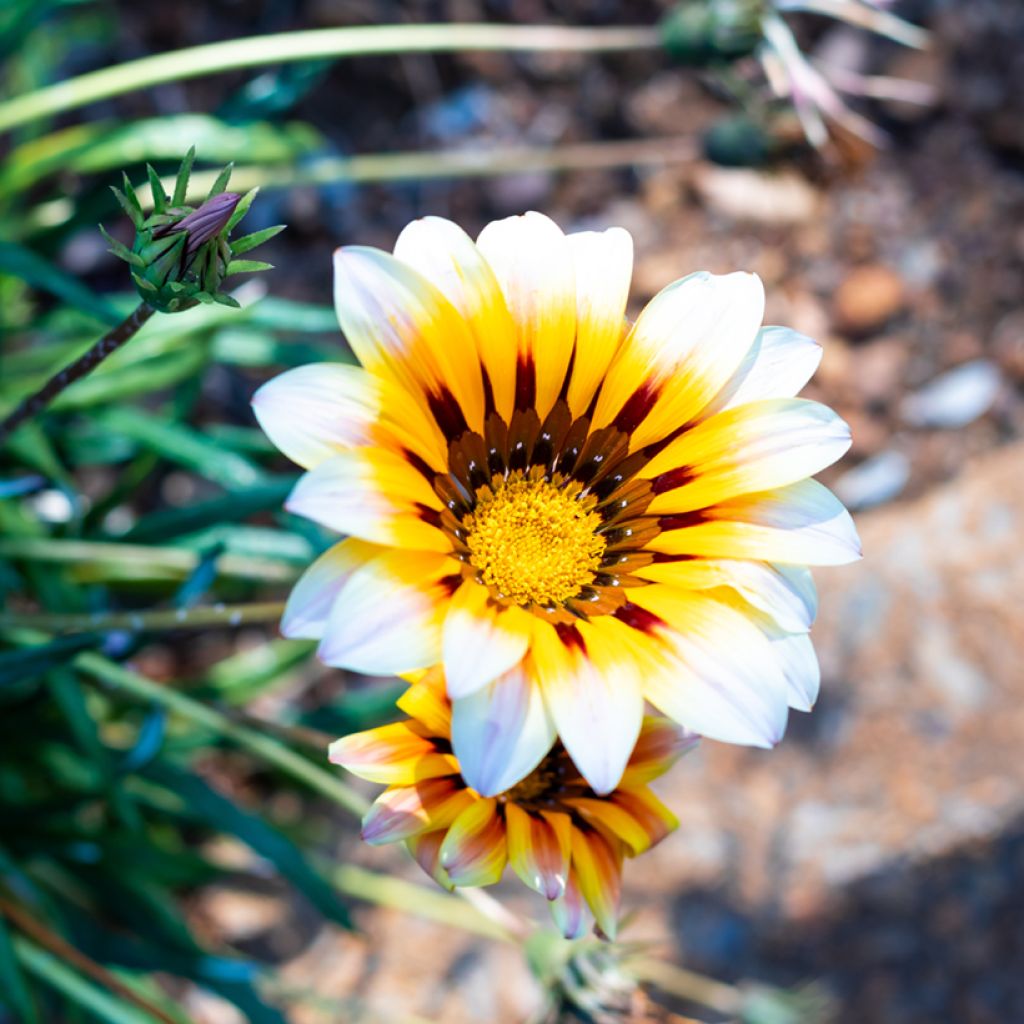 Gazanie Tiger Stripes Mixed (Samen) - Gazania