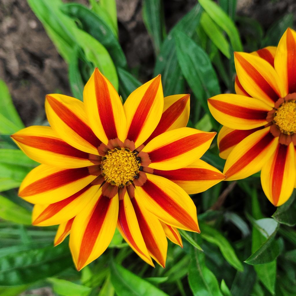 Gazanie Tiger Stripes Mixed (Samen) - Gazania