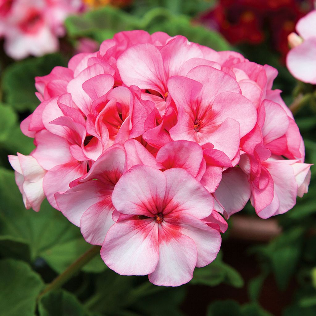 Zonal-Pelargonie New Star F1 Hybrid (Samen) - Pelargonium