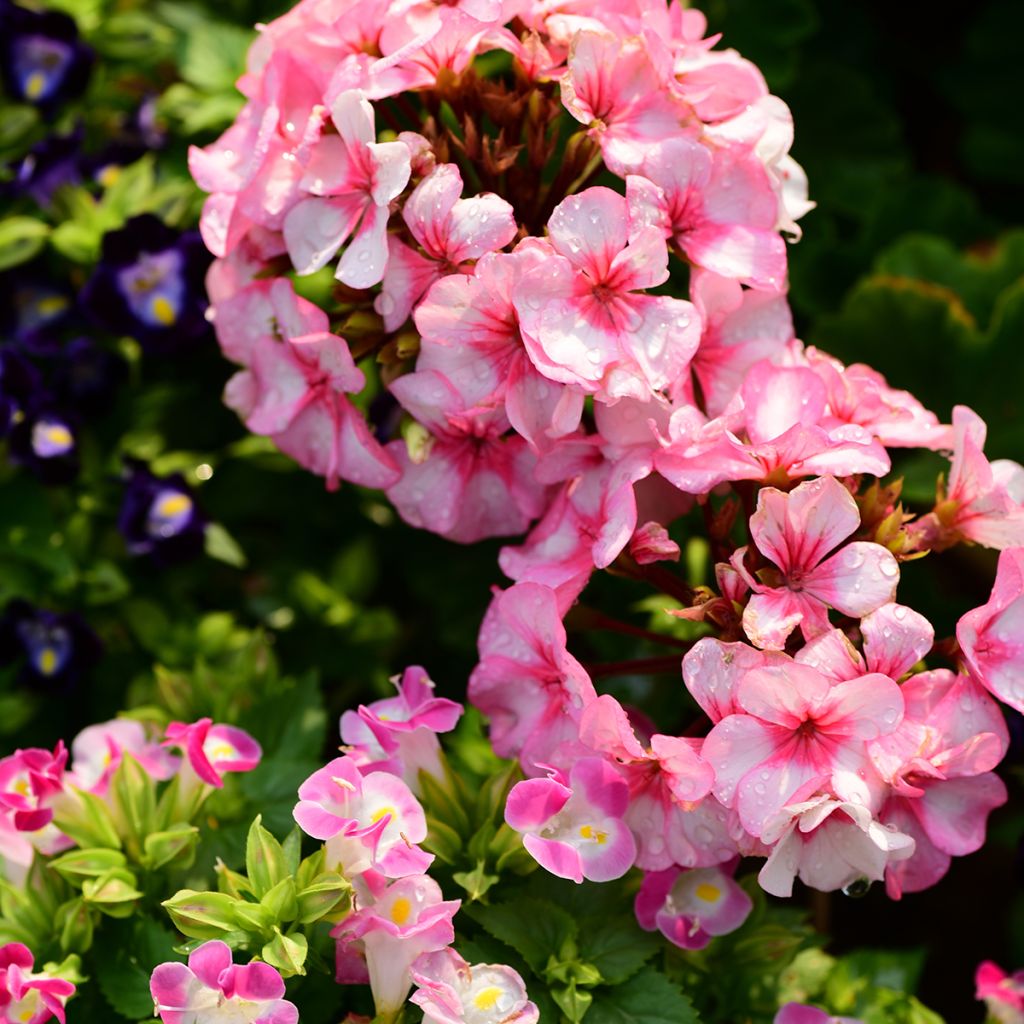 Zonal-Pelargonie New Star F1 Hybrid (Samen) - Pelargonium