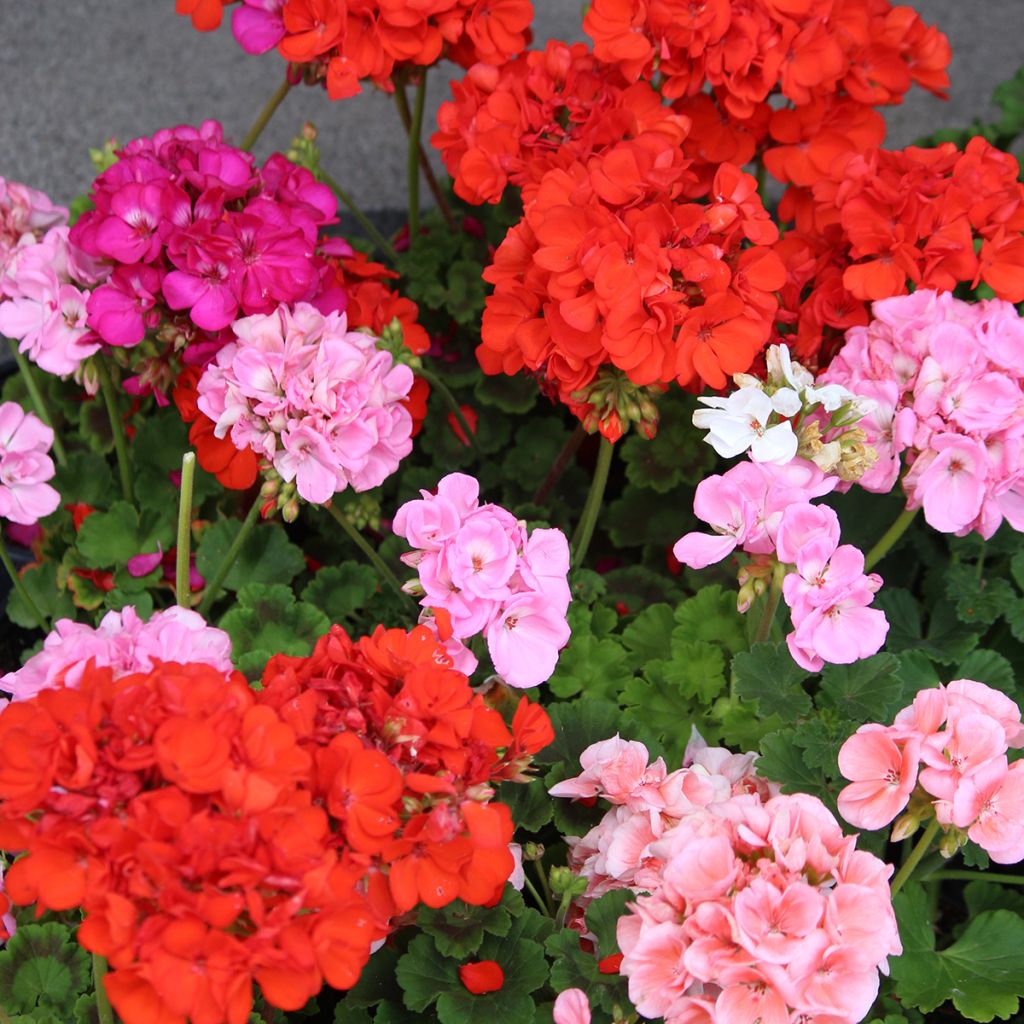 Zonal-Pelargonie Horizon Shadow Mix F1 (Samen) - Pelargonium