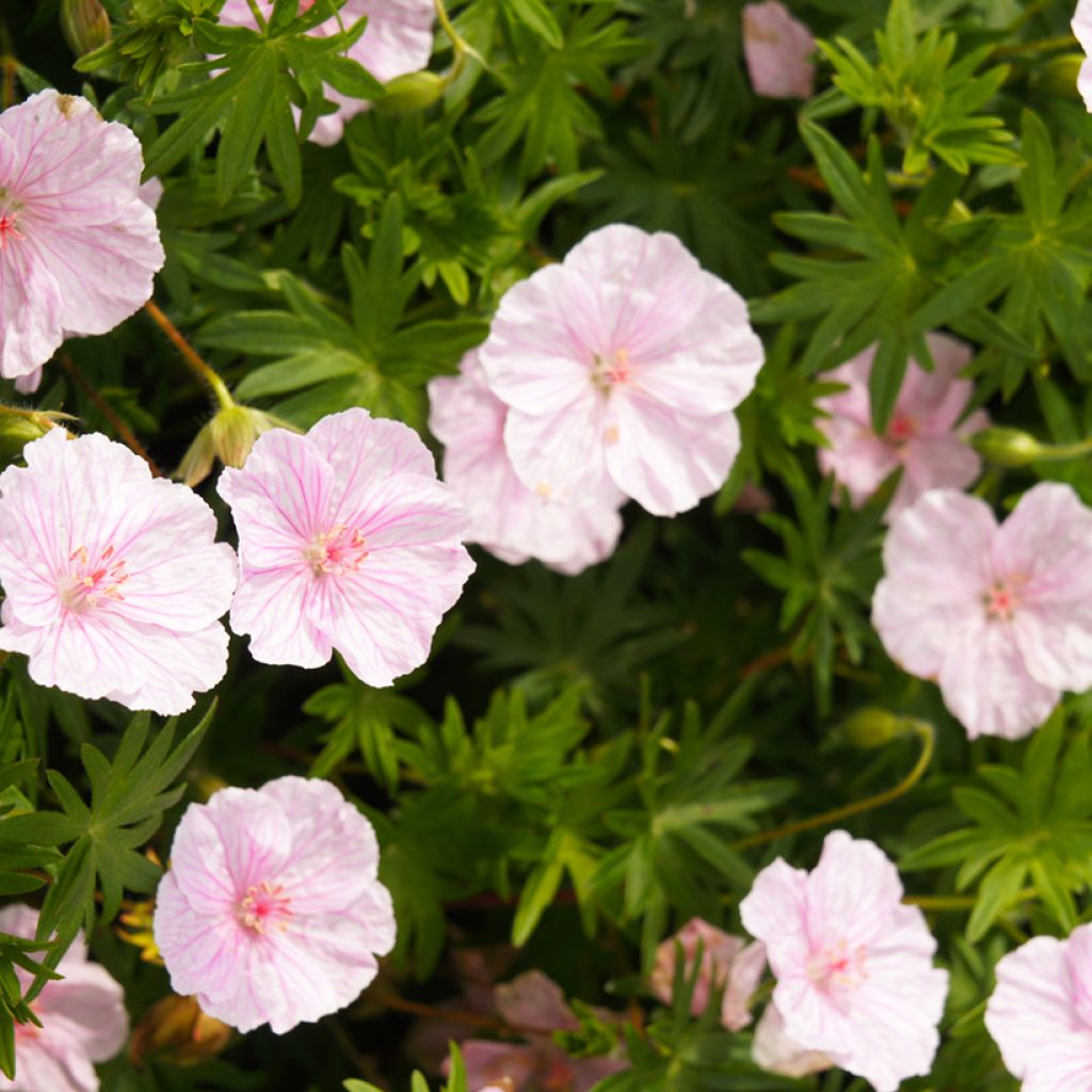 Geranium sanguineum Vision Pink (Samen) - Blutstorchschnabel