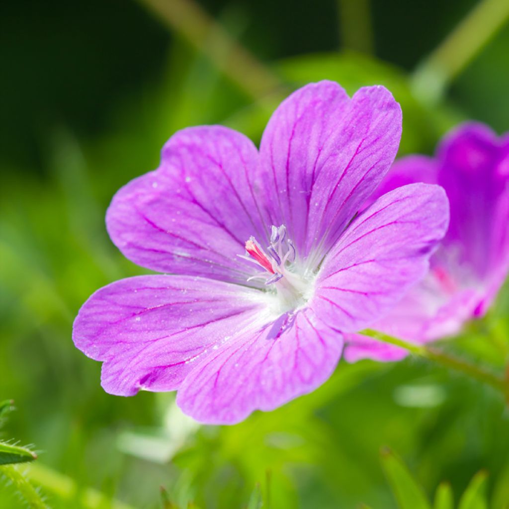 Geranium sanguineum Vision Violet (Samen) - Blutstorchschnabel