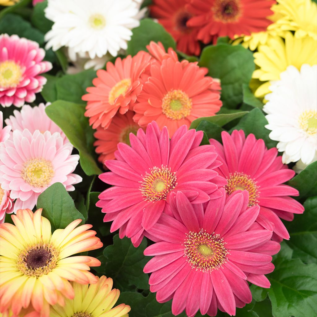 Gerbera Mix (Samen)