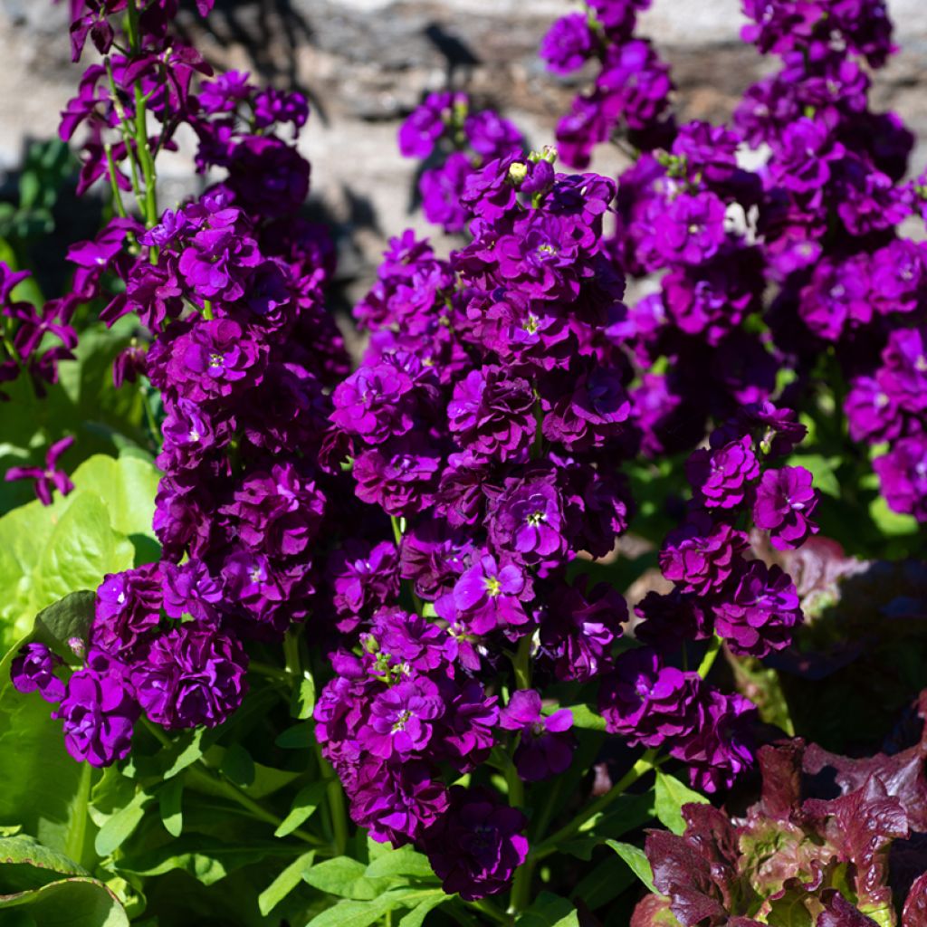 Levkoje Anytime Deep Purple (Samen) - Matthiola incana