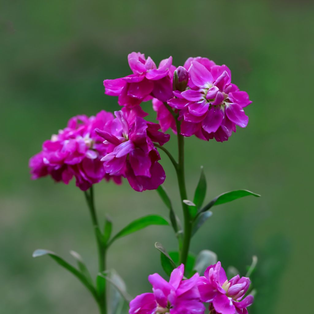 Levkoje Anytime Hot Pink (Samen) - Matthiola incana