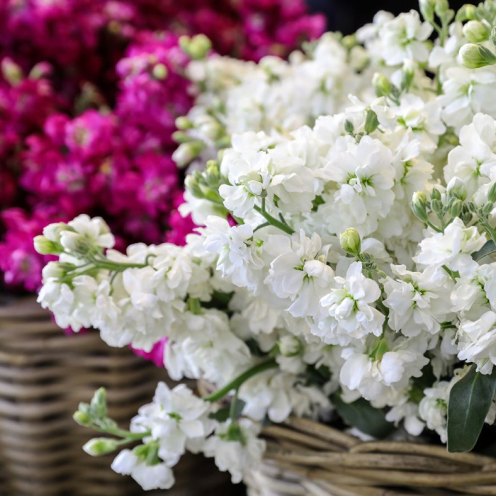 Levkoje Anytime White (Samen) - Matthiola incana