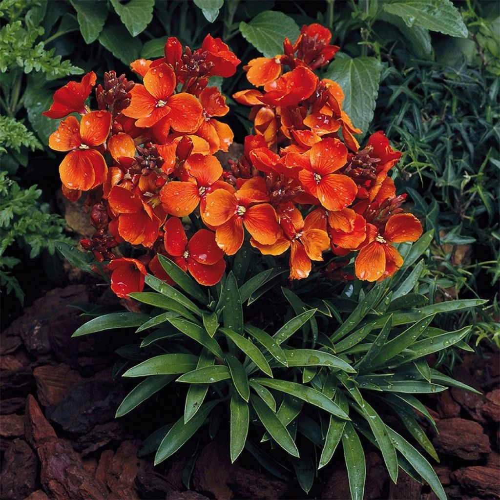 Garten-Goldlack Bedder Scarlet (Samen) - Erysimum