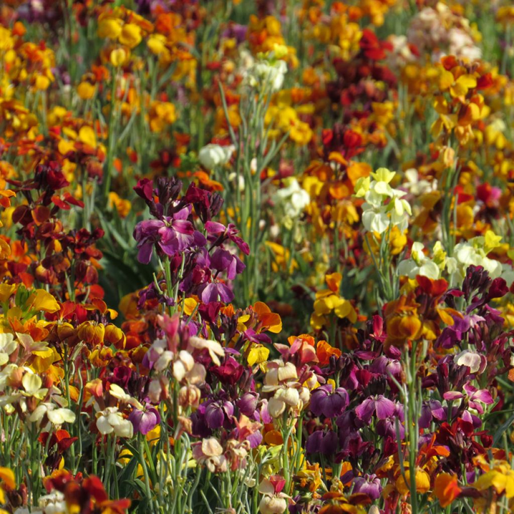 Garten-Goldlack Fair Lady Mix (Samen) - Erysimum