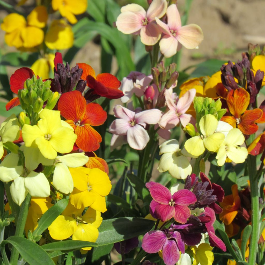 Garten-Goldlack Sugar Rush F1 hybride (Samen) - Erysimum cheiri