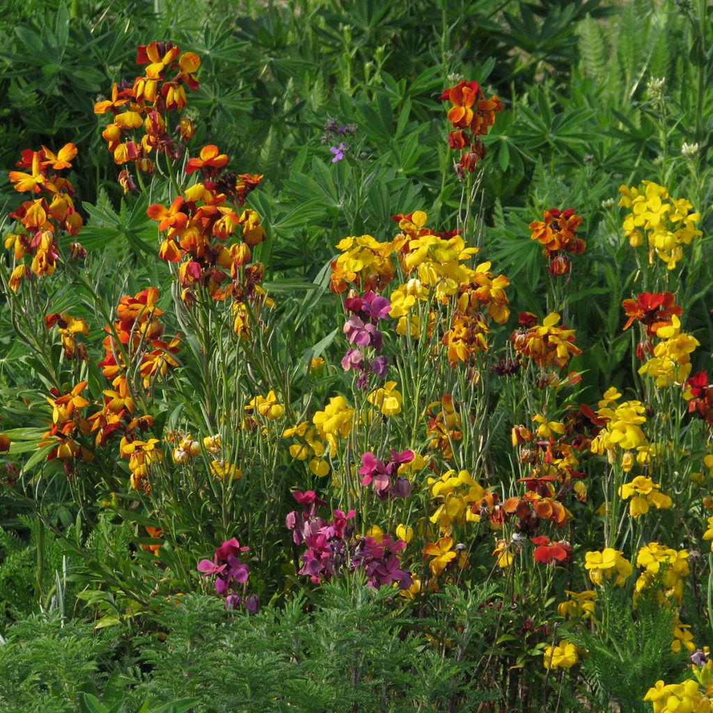 Garten-Goldlack Mix (Samen) - Erysimum