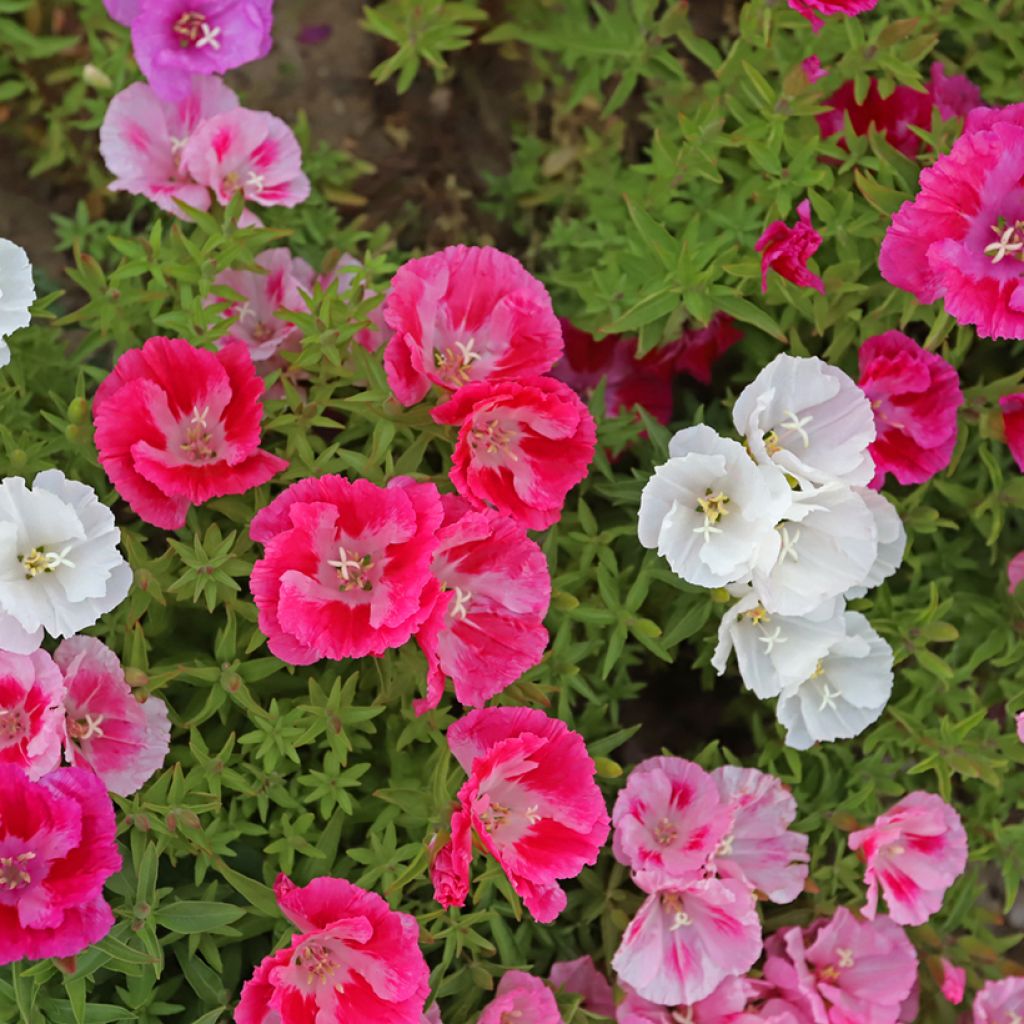 Klarkie Pastel Posies (Samen) - Godetia amoena