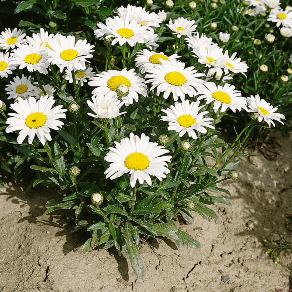 Großblumige Margerite Silver Princess (Samen) - Leucanthemum