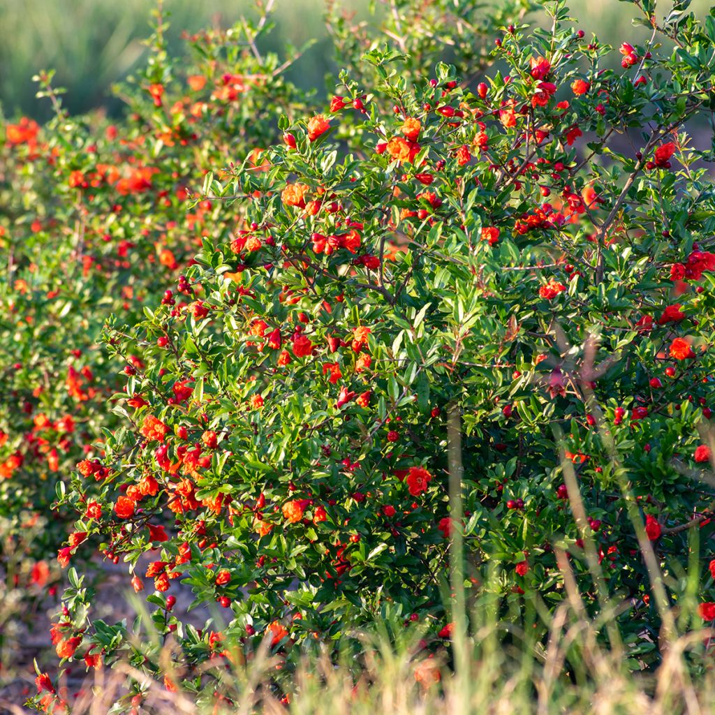 Granatapfelbaum Nanum - Punica granatum