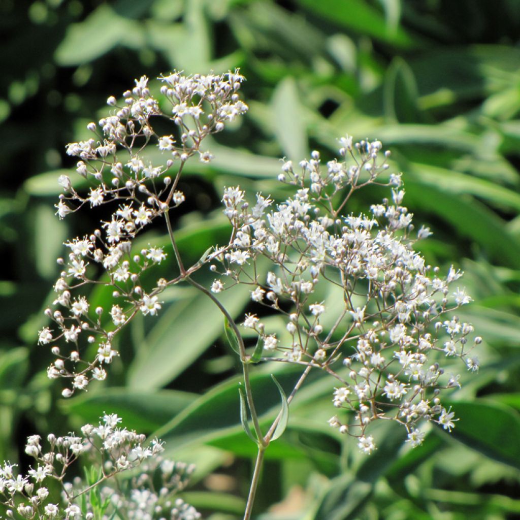 Rispiges Gipskraut (Samen) - Gypsophila paniculata