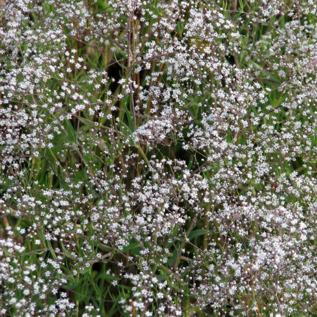 Rispiges Gipskraut (Samen) - Gypsophila paniculata