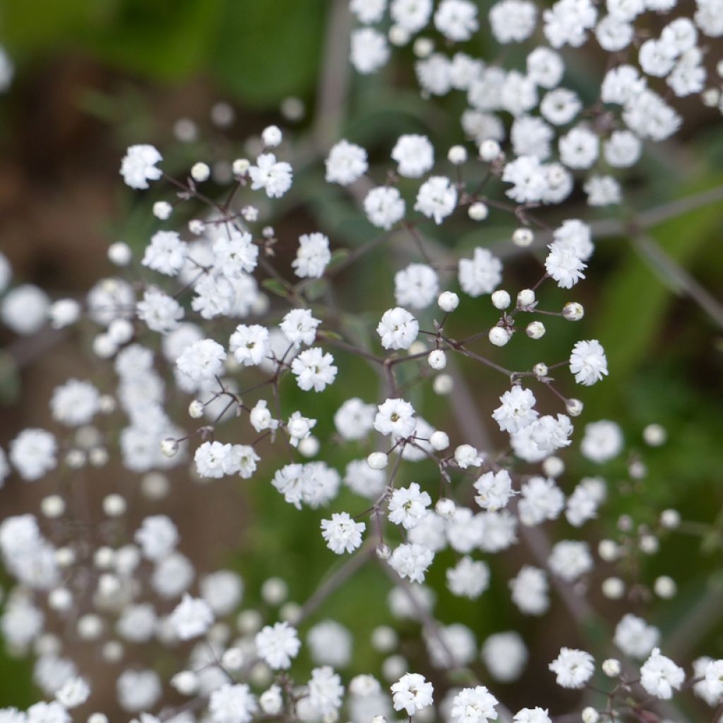 Rispiges Gipskraut Snowflake (Samen) - Gypsophila paniculata