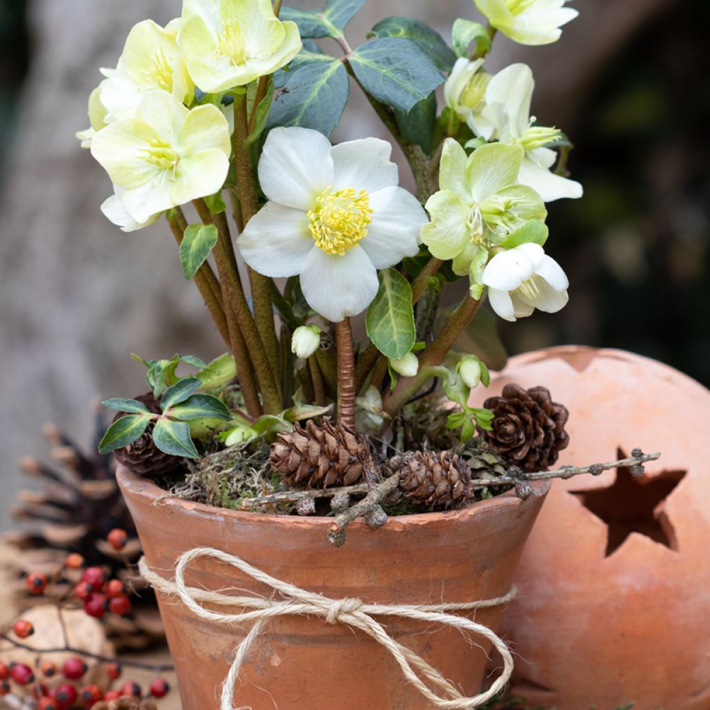 Schwarze Nieswurz (Samen) - Helleborus niger