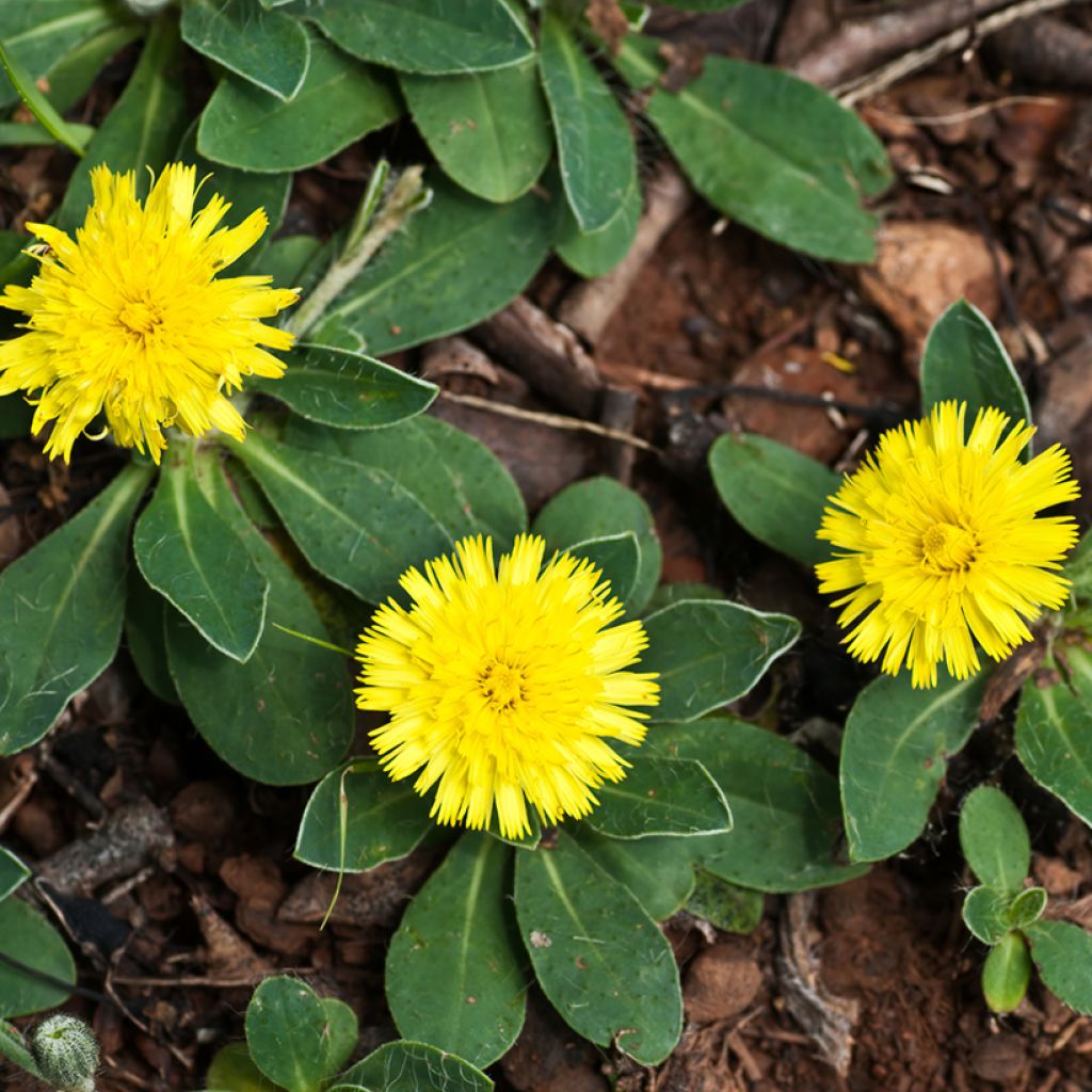 Hieracium pilosella (Samen) - Kleines Habichtskraut