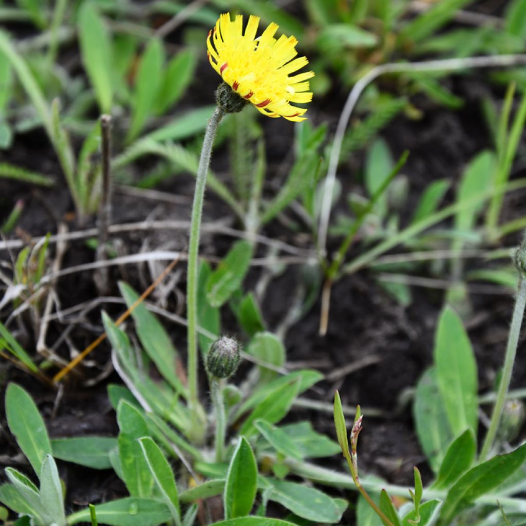 Hieracium pilosella (Samen) - Kleines Habichtskraut