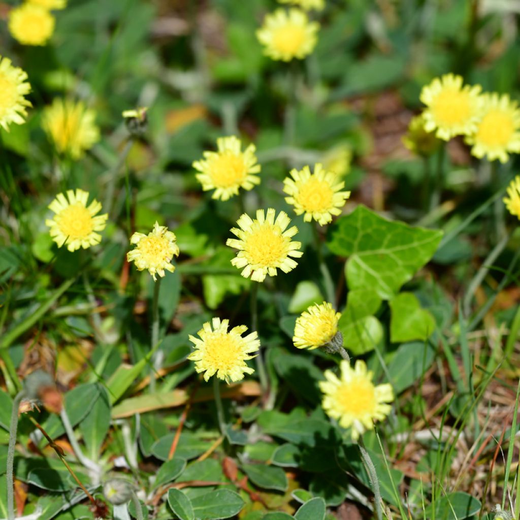 Hieracium pilosella (Samen) - Kleines Habichtskraut