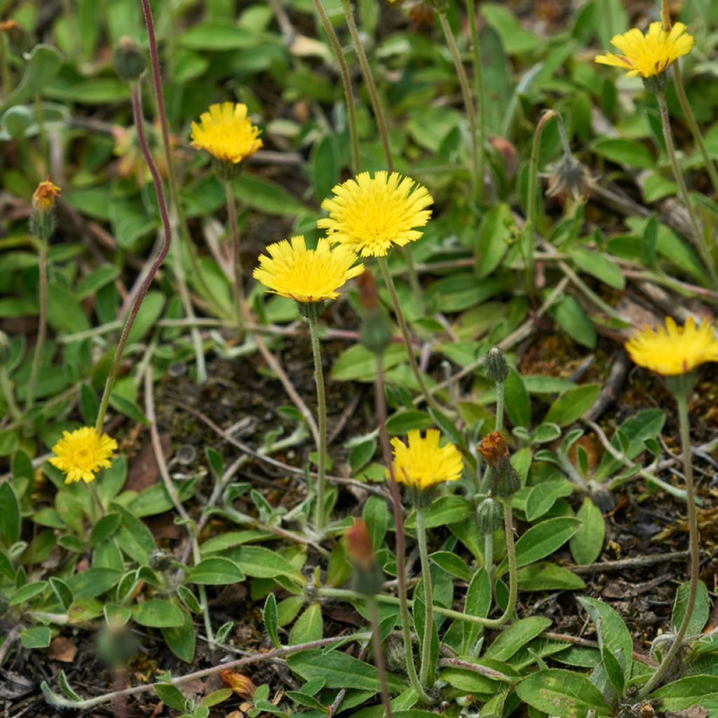 Hieracium pilosella (Samen) - Kleines Habichtskraut