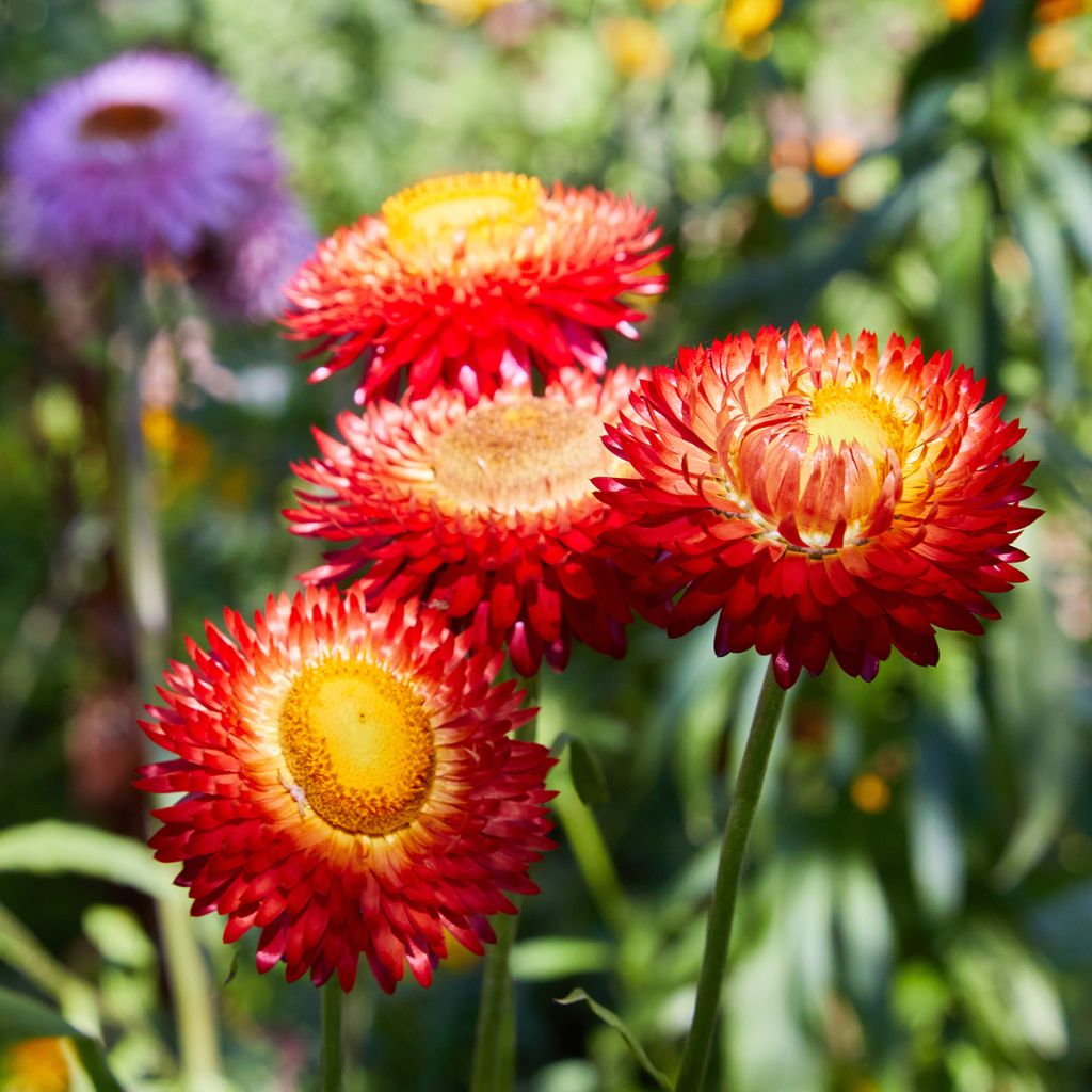 Strohblume Fireball Bio (Samen) - Helichrysum