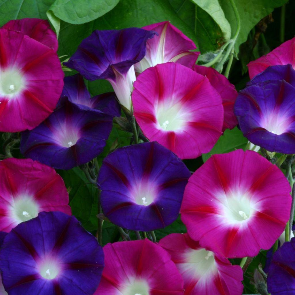 Ipomoea purpurea Bohemian Shades (Samen) - Prunkwinde