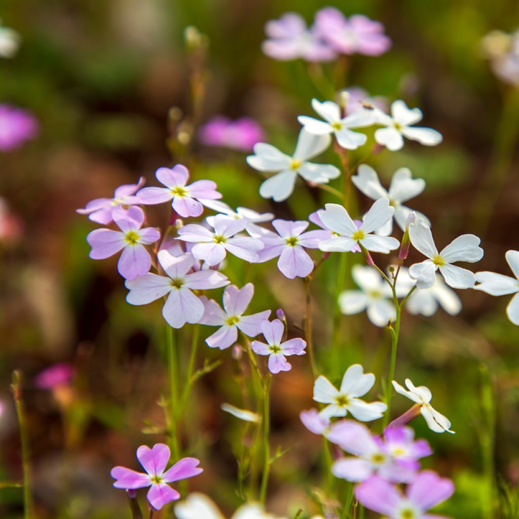 Malcolmia maritima (Samen) - Graue Meerviole