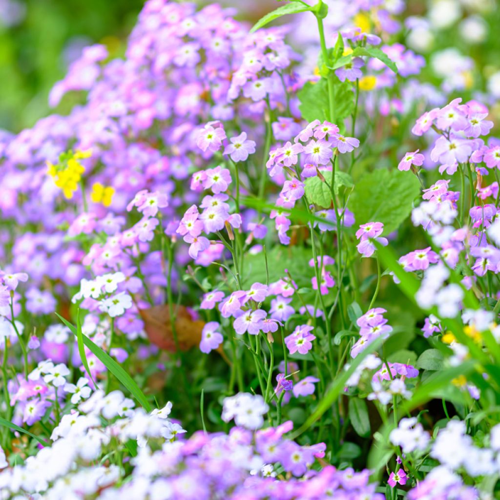 Malcolmia maritima (Samen) - Graue Meerviole