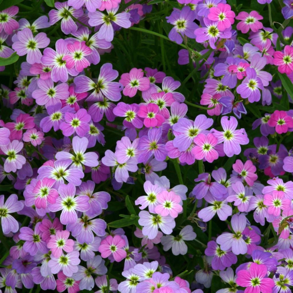 Malcolmia maritimaSpring Sparkle (Samen) - Graue Meerviole