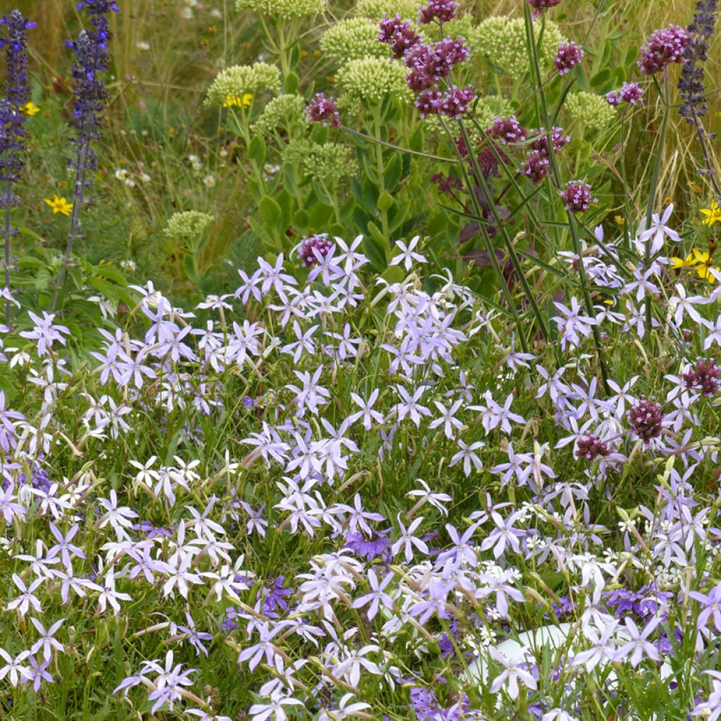 Isotoma axilaris Blue Stars (Pillierte Samen) - Schein-Lobelie