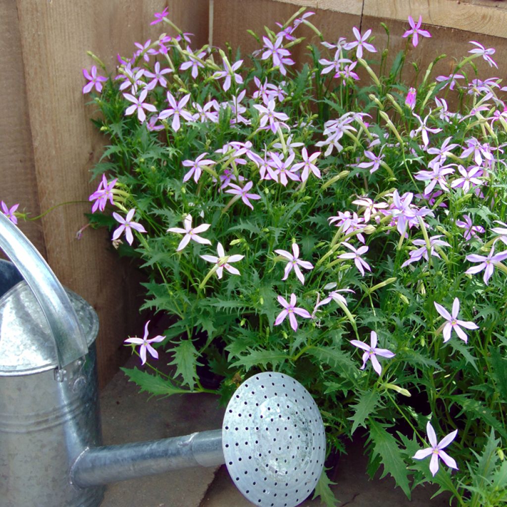 Isotoma axilaris Blue Stars (Pillierte Samen) - Schein-Lobelie